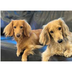 シナモン&バニラ